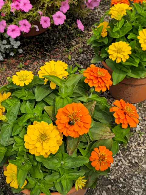 John S Hounsell's Greenhouse