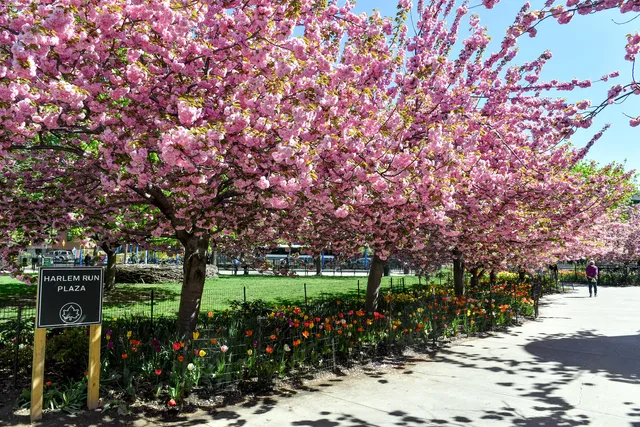 Harlem Run Plaza