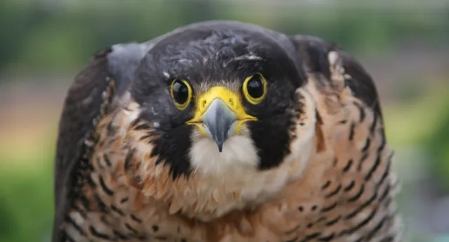 Bird Alliance of Oregon (Formerly Portland Audubon)