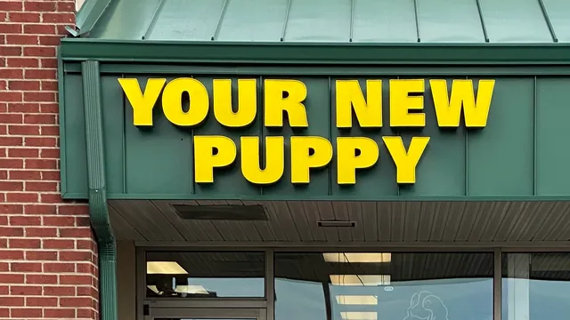 Your New Puppy