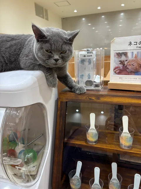 Cat Café MOFF ららぽーと安城店