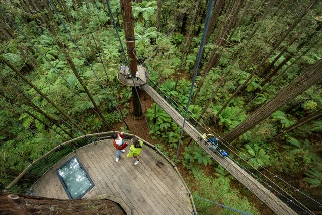 Redwoods Treewalk