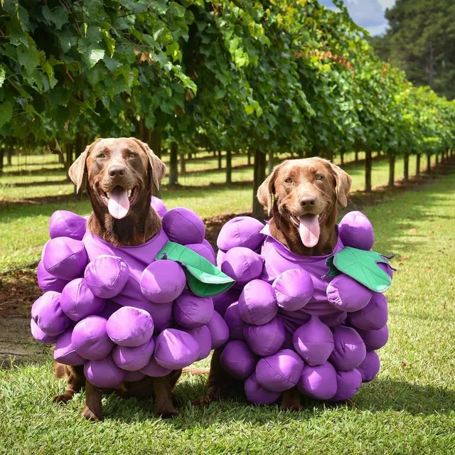 Twisted Vines Vineyard Venue & U-PICK