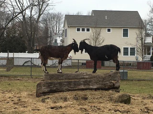 Lewis Oliver Farm Sanctuary