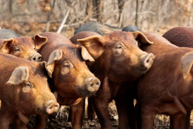 Spring Fed Family Farms