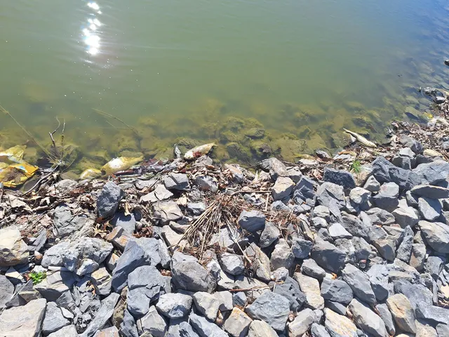 Middleburg Carnival Grounds