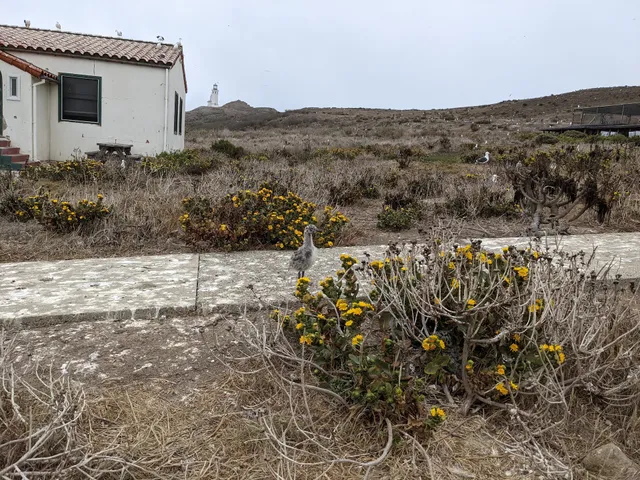 East Anacapa Island Landing Cove