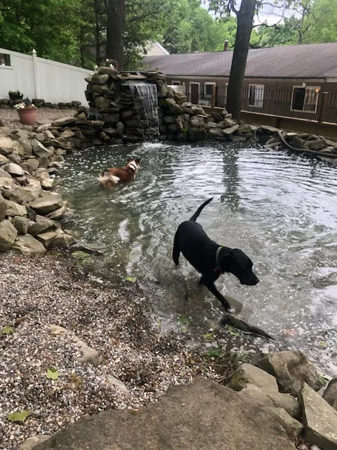 The Woodlands Luxury Pet Resort & Spa