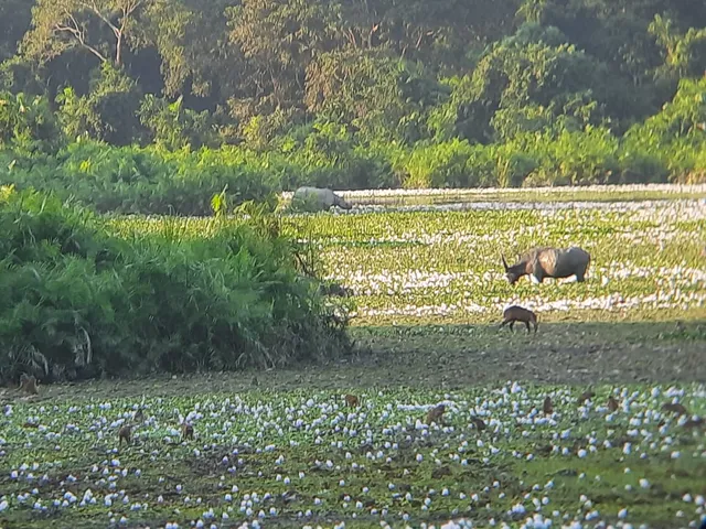 Kaziranga National Park, Bagori Inspection Bungalow