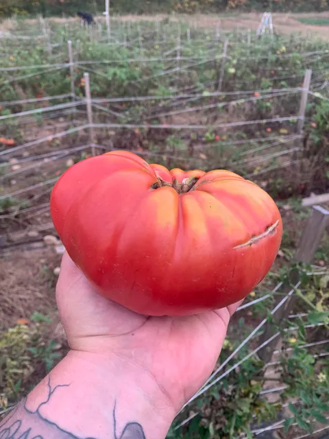 Roots on Baseline, LLC