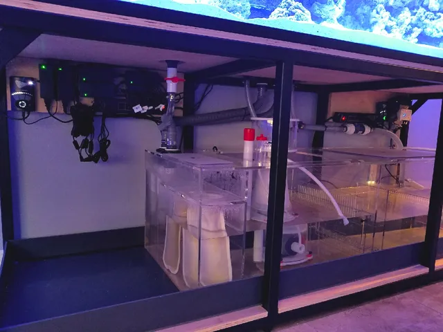 Limited Edition Corals Aquariums