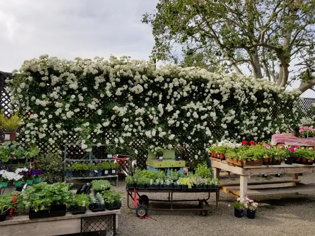 Tracy's Nursery and Gardens