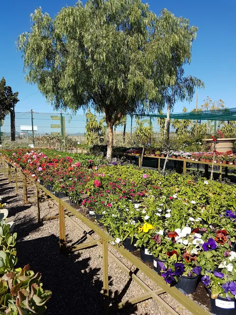 ARBORESCENCE Marrakech