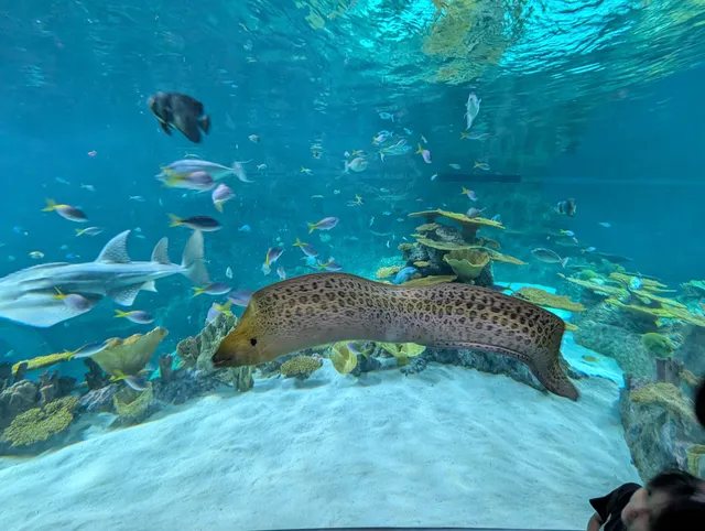 Seattle Aquarium Ocean Pavilion