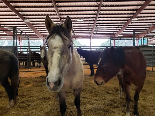 Southeastern Livestock Pavilion SELP