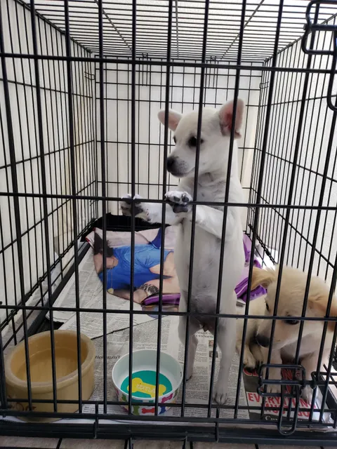 Animal Rescue League of El Paso