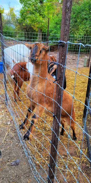 the "hoblet" at Natures Energy Centre & Sanctuary