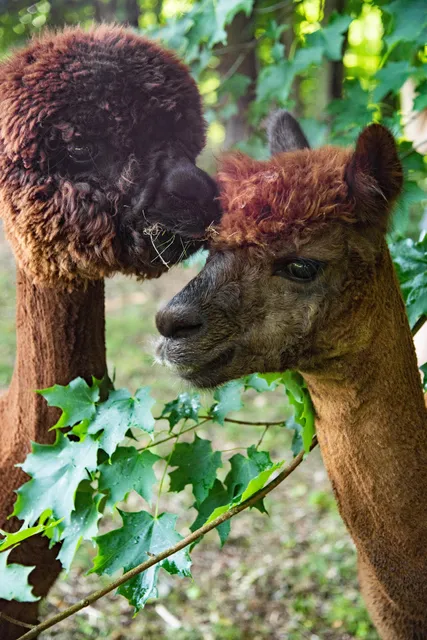 In The Meadow Farm Alpacas