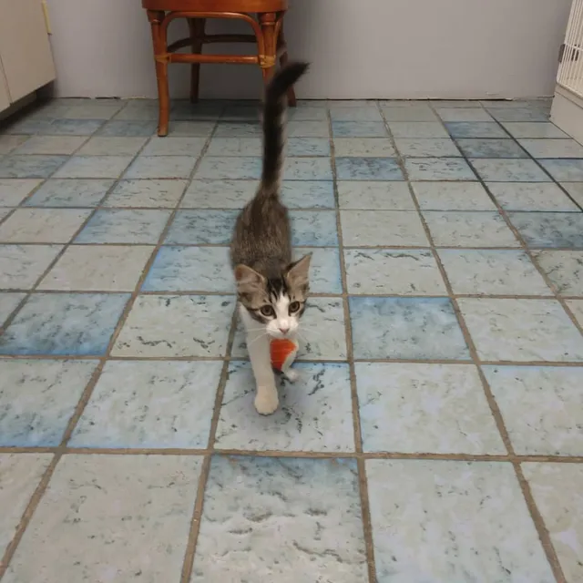 Cat Hospital On Park Street