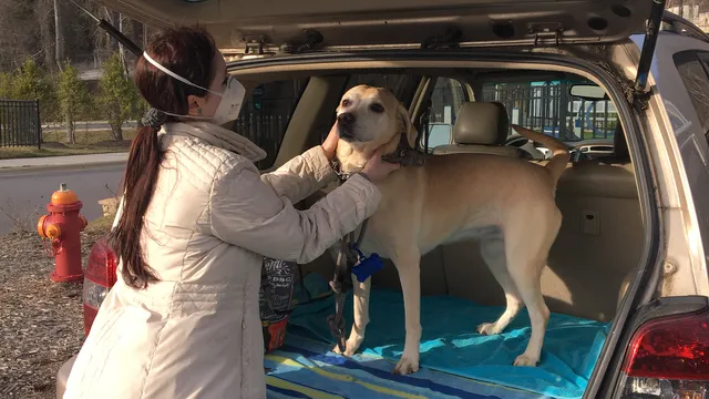 Loving Lotus Mobile Pet Care