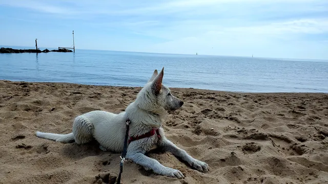 Gillson Park Dog Beach