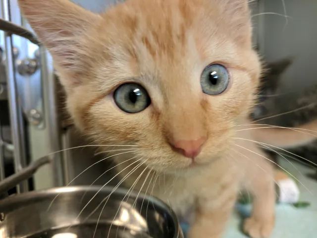 Lewis & Clark Humane Society