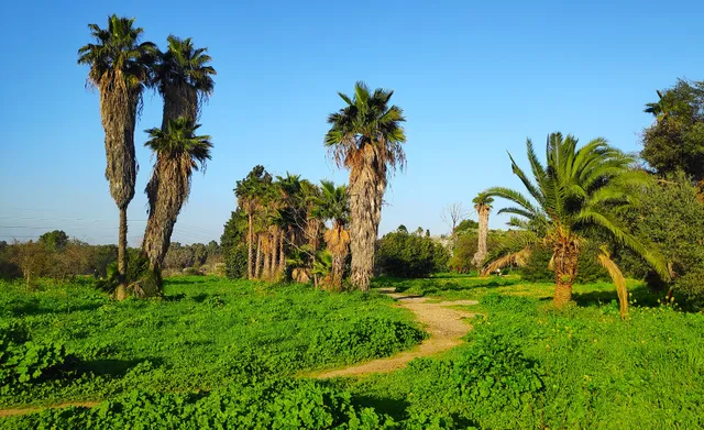 פרדס גולדברג בחווה