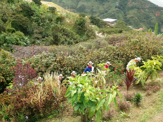 D`Arrieros Coffee Farm
