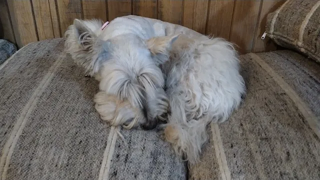 Mundo de los Chuchos