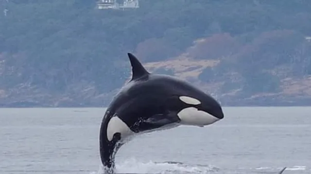 Sooke Whale Watching / Sooke Coastal Explorations