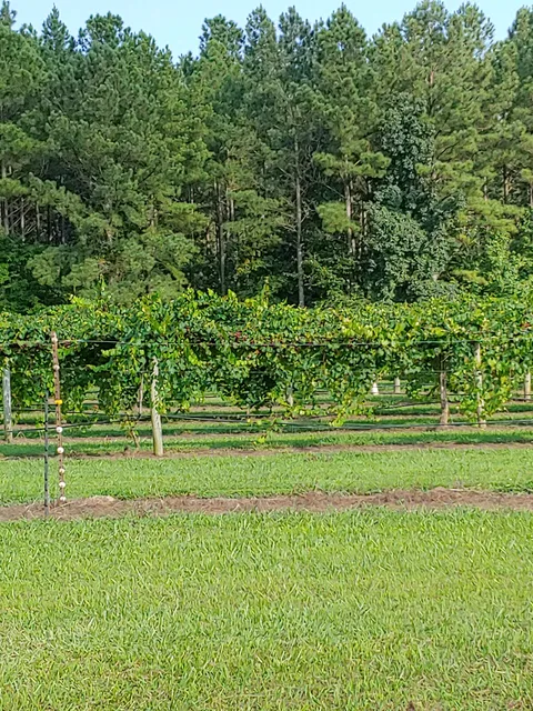 Hildreth's Best Muscadines