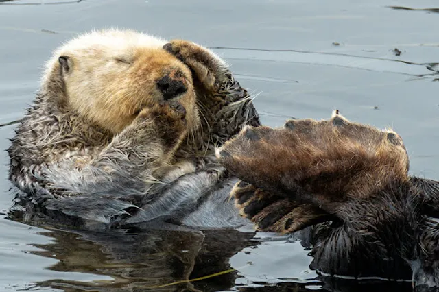 Morro Bay T Pier (Otter Viewing Area)