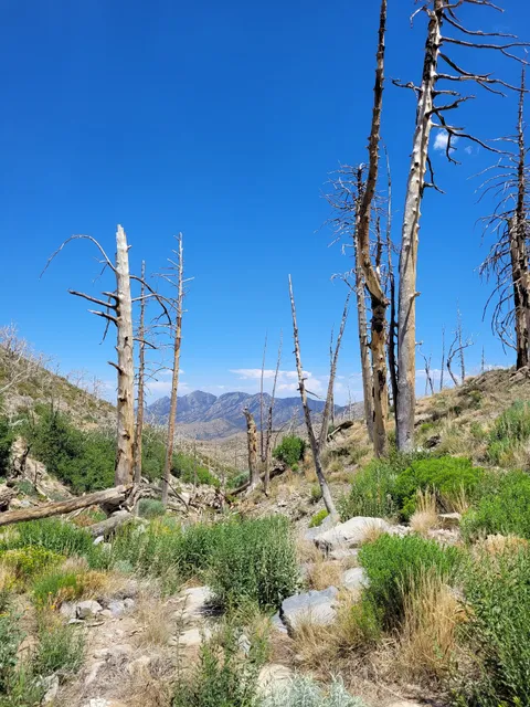 Griffith Peak Trailhead