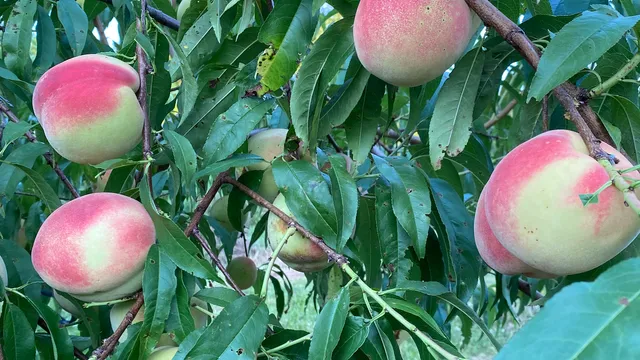 Rich Harvest Orchard 大丰收果园