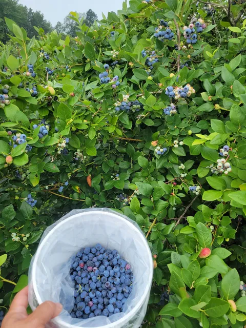 Reenders Blueberry Farms