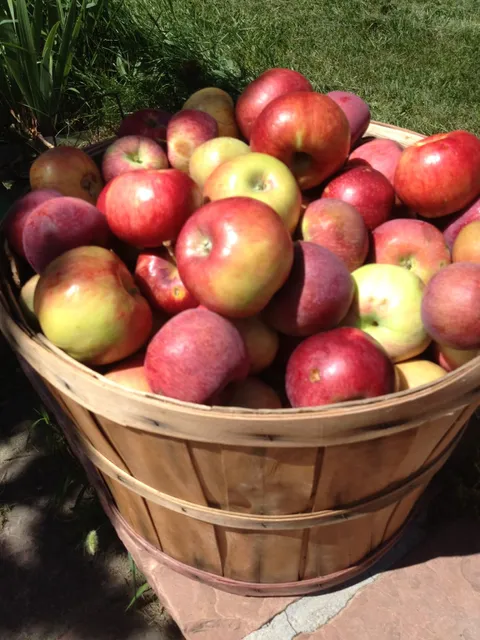 YA YA Farm & Orchard