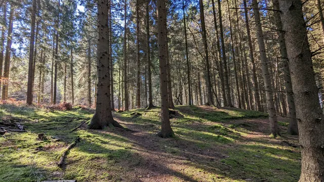 Haugh Wood