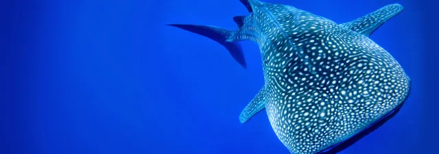 Ningaloo Reef Holidays