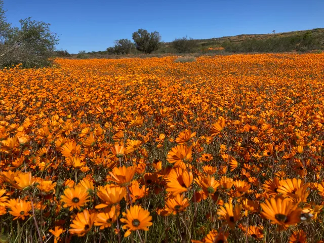 Kamiesberg Local Municipality