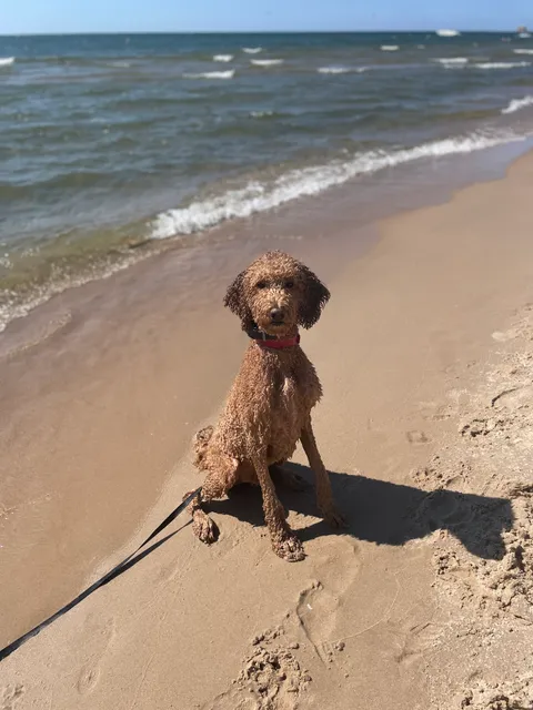 Grand Haven Dog Beach