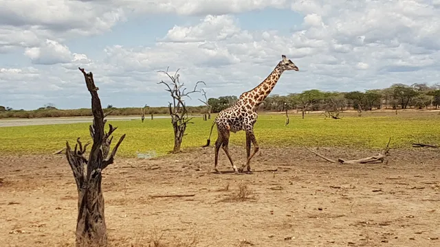 Nyerere National Park ( Selous Game Reserve )