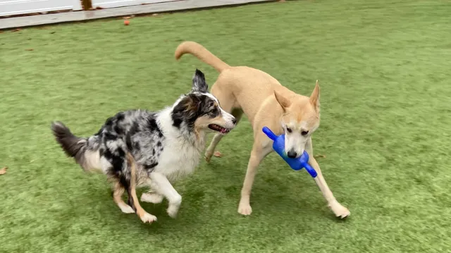 White Mountain Dawg Barn