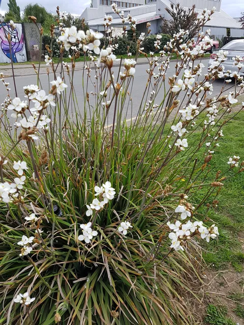 Our Lady of Mercy Cathedral, Babahoyo