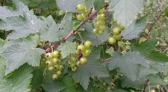 Viesnīca RŪMES Rēzeknē! Hotel RUMES in Rezekne!