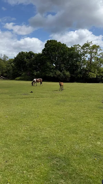 Forest View Cottages and Retreats