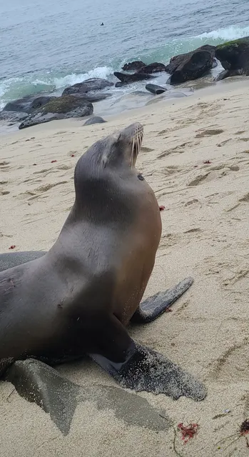 La Jolla Sea lion cove