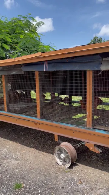 Lily's Farm Animals & Lily's Farmers Market