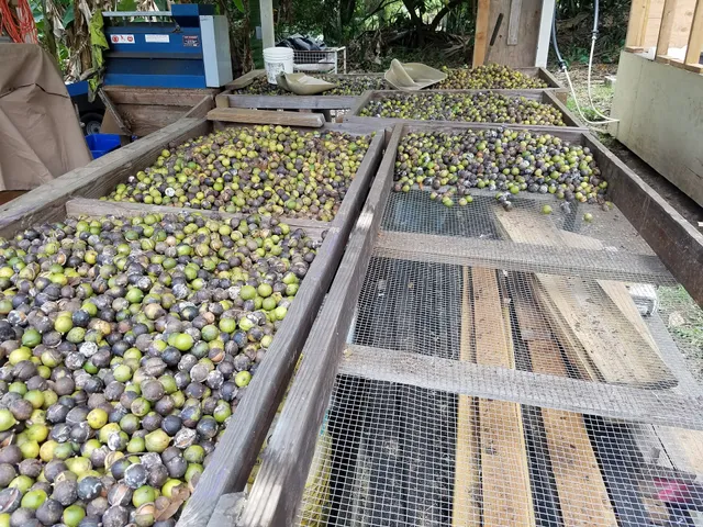 JoesNuts Macadamia Farm