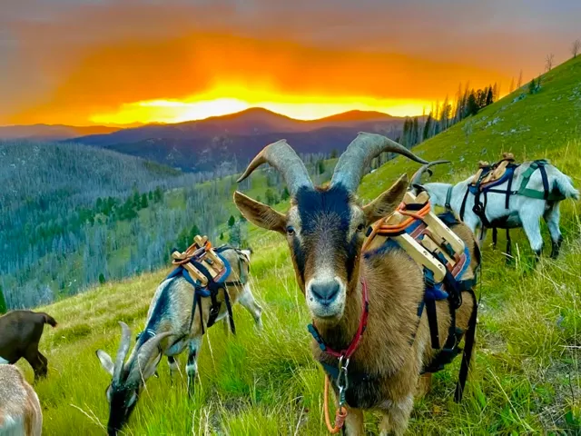 Williams Electrical MT