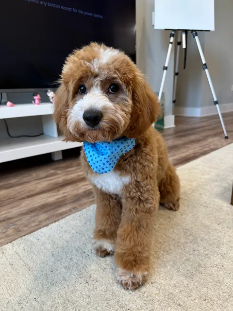 Happy Tails of Tampa Pet Grooming